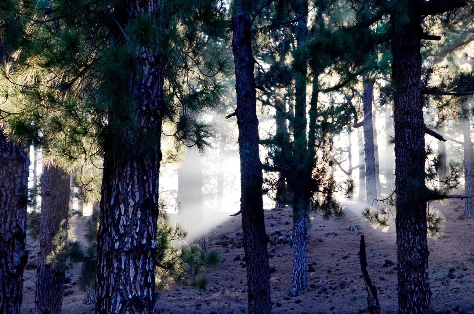 Casa Finca Avocado ロス・ジャノス・デ・アリダネ エクステリア 写真